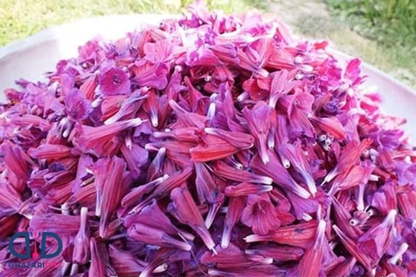 تصویر 3 از گل گاوزبان اعلا + طبیعی و تازه